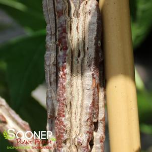 Liquidambar styraciflua 'Quirky Disposition'