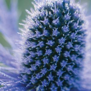 Eryngium x zabelii 'Big Blue'