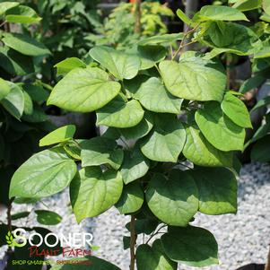 Cercis glabra var. yunnanensis 'Celestial Plum'