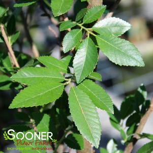 Ulmus parvifolia 'BSNUPF'