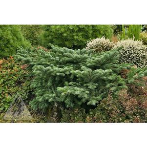 Abies amabilis 'Spreading Star'