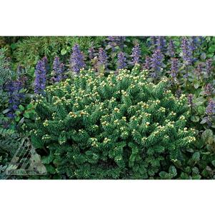 Abies balsamea 'Piccolo'