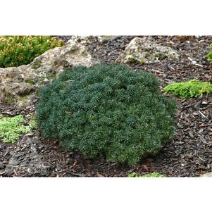 Abies koreana 'Cis'