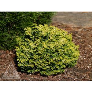 Chamaecyparis obtusa 'Butter Ball'