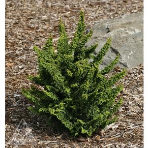Chamaecyparis obtusa 'Chirimen'
