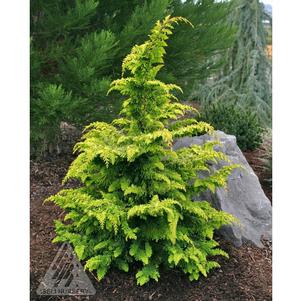 Chamaecyparis obtusa 'Fernspray Gold'