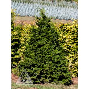 Chamaecyparis obtusa 'Iseli Green'