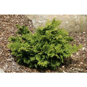 Chamaecyparis obtusa 'Kosteri'