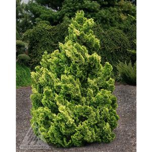 Chamaecyparis obtusa 'Nana Lutea'