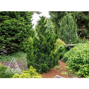 Chamaecyparis obtusa 'Thoweil'