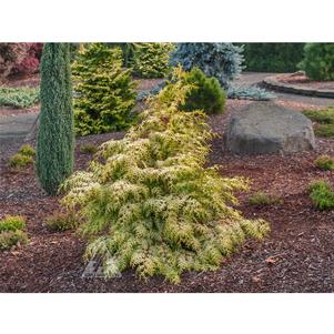 Chamaecyparis obtusa 'Sunlight Lace'