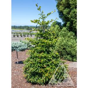 Fagus sylvatica 'Sandrode'