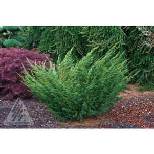 Juniperus chinensis 'Shimpaku'