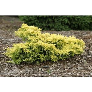 Juniperus x pfitzeriana 'Golden Joy'