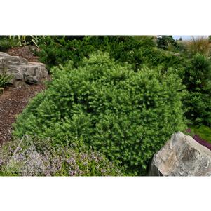 Larix gmelinii 'Romberg Park'