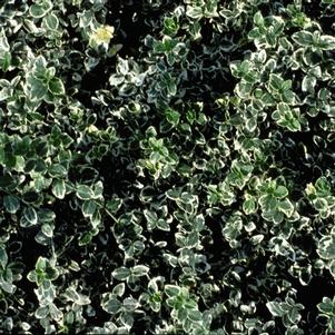 Euonymus fortunei 'Emerald Gaiety'