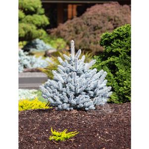 Picea pungens 'INMoHoop'