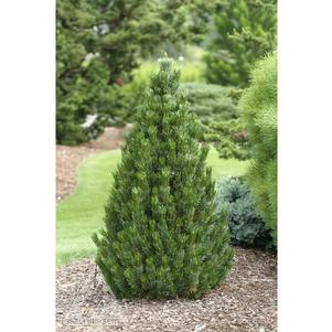 Pinus longaeva 'Joe's Bess'
