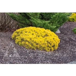 Pinus mugo 'Laarheide'