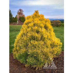 Pinus mugo 'Wintersonne'