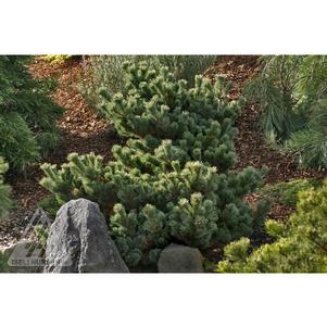 Pinus parviflora 'Kinpo'