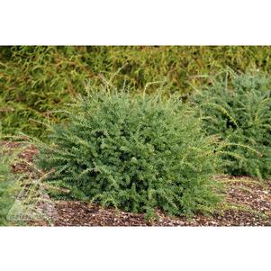 Podocarpus lawrencei 'Blue Gem'