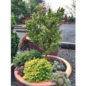 Taxus cuspidata 'Amersfoort'