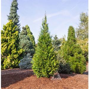 Thuja plicata x standishii 'INGGSP'