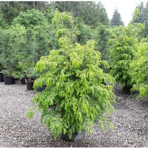 Tsuga chinensis ''