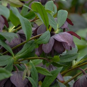 Helleborus x 'Dashing Groomsmen'