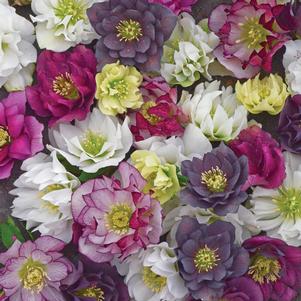 Helleborus x ''