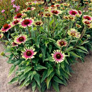 Echinacea purpurea 'Aura'