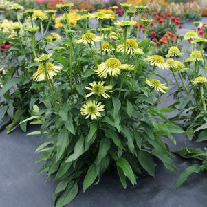 Echinacea x 'Lime'