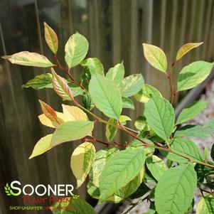 Stewartia pseudocamellia 'Speckle'