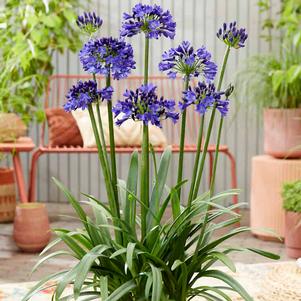 Agapanthus x 'DWAgHyb-01'