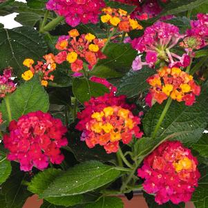 Lantana camara 'Pink Sky'