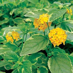 Lantan camara 'Yellow Variegated'