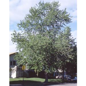 Acer saccharinum ''