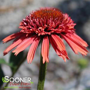 Echinacea x 'Carmine'