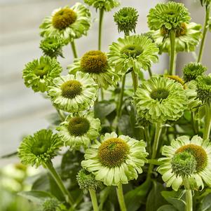 Echinacea x 'Iffessag'
