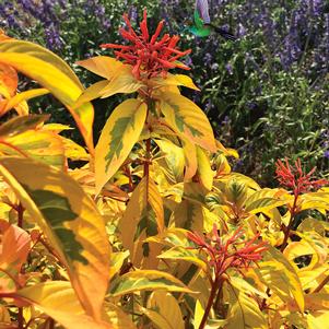 Hamelia x 'Grelmsiz'