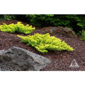 Juniperus conferta 'All Gold'