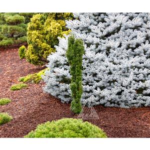 Taxus x media 'Beanpole'