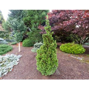 Thuja occidentalis 'Kelsoki Spire'
