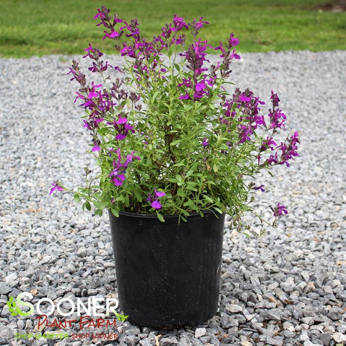 Image property of Sooner Plant Farm, Inc.