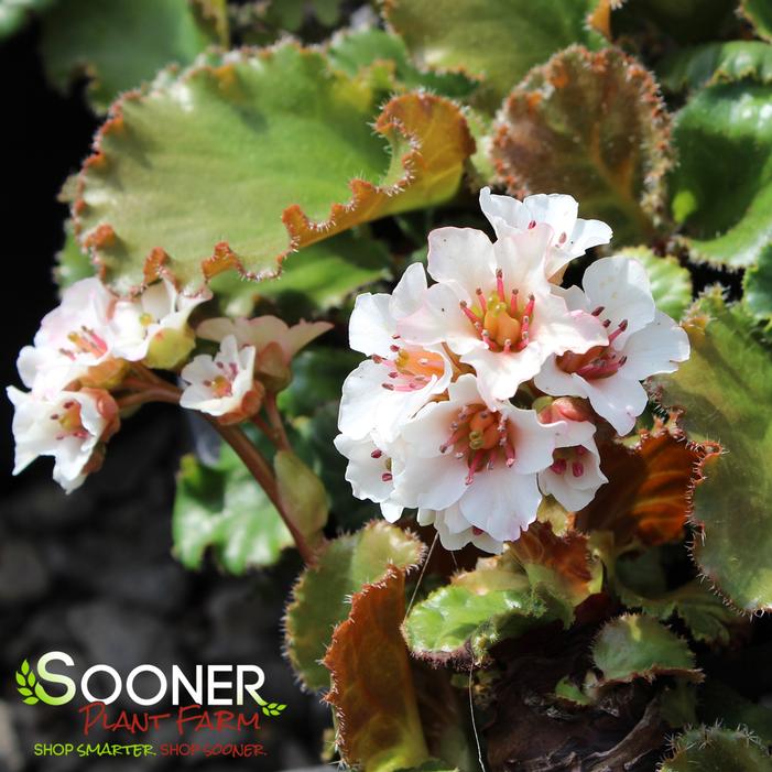 Image property of Sooner Plant Farm, Inc.