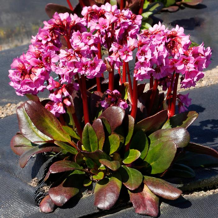 Image property of and used with permission from Terra Nova Nurseries