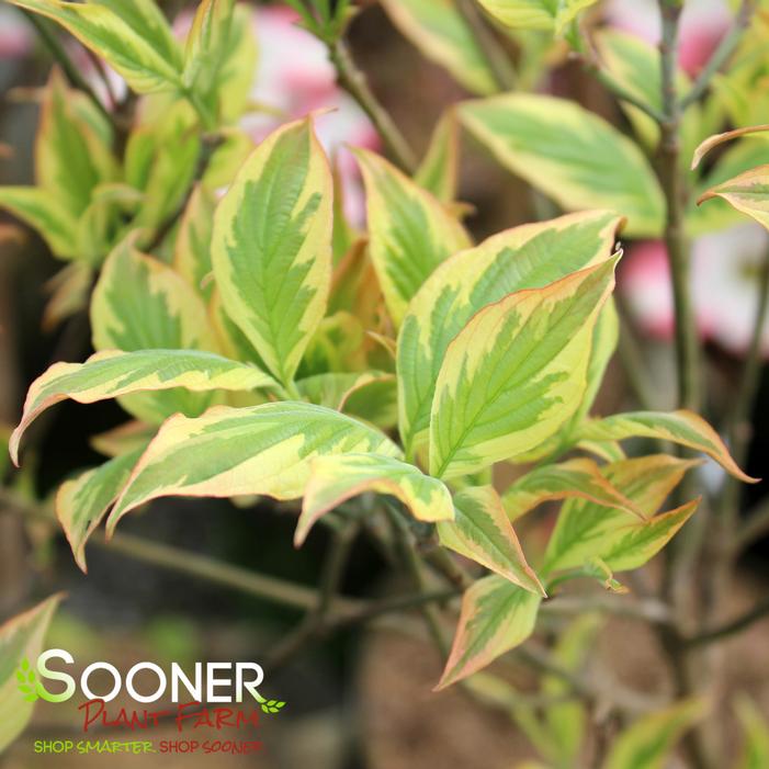 Image property of Sooner Plant Farm, Inc.