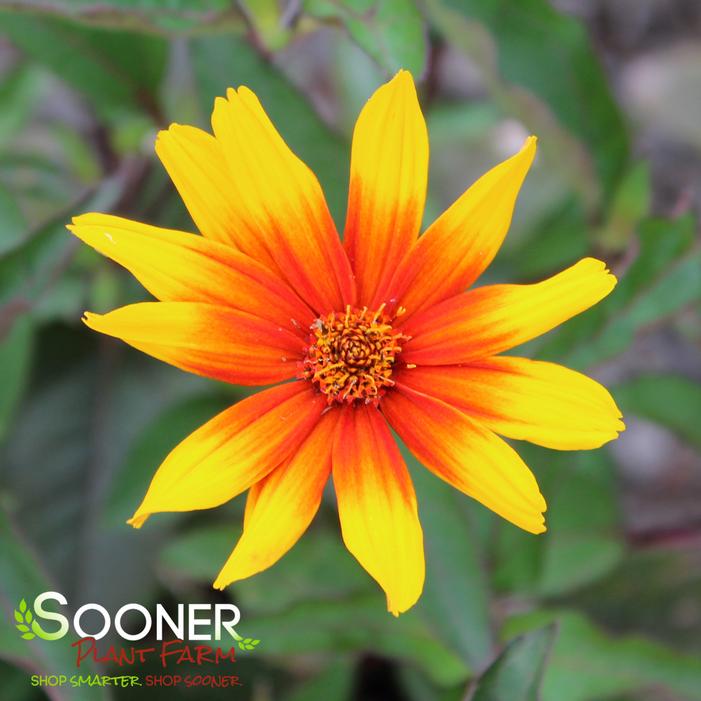 Image property of Sooner Plant Farm, Inc.