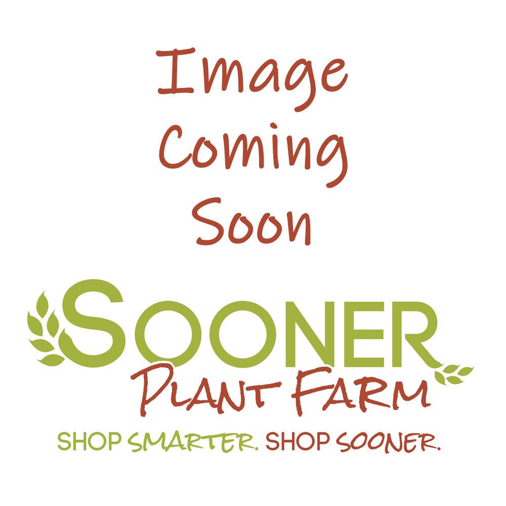 DWARF CONGESTED SHIELD FERN